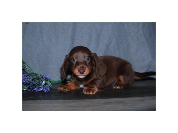 Dachshund DOG Male Chocolate / Tan 16650 Petland Iowa City, Iowa