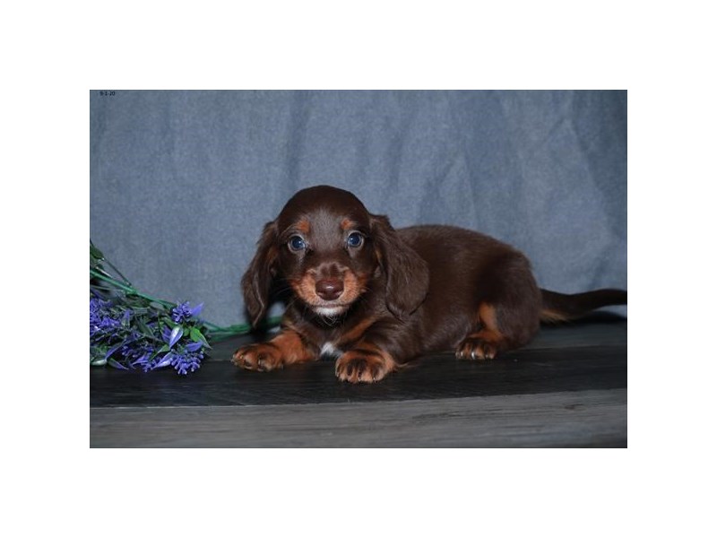 Dachshund Dog Male Chocolate / Tan 16650
