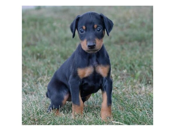 Doberman Pinscher DOG Female Black / Rust 16651 Petland Iowa City, Iowa