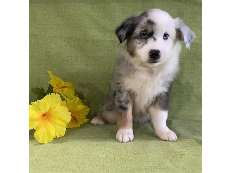 Australian Shepherd Dog Female Blue Merle 16649