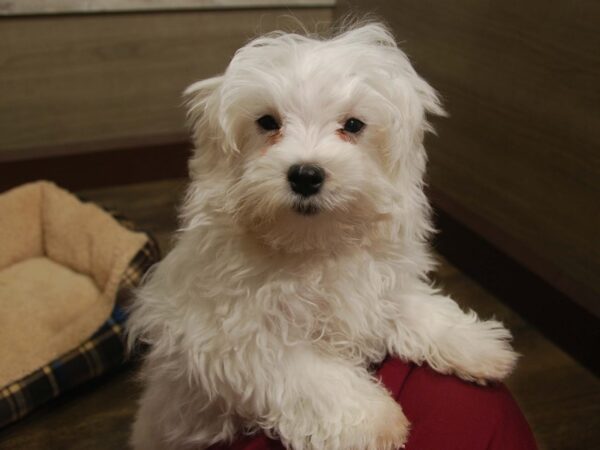 Maltese DOG Female White 16582 Petland Iowa City, Iowa