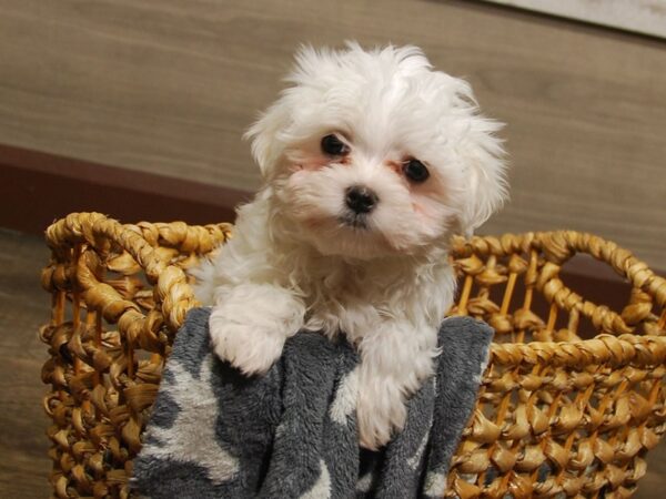 Maltese DOG Male White 16663 Petland Iowa City, Iowa