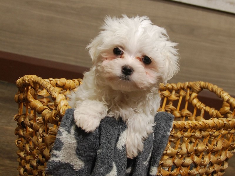 Maltese Dog Male White 16663