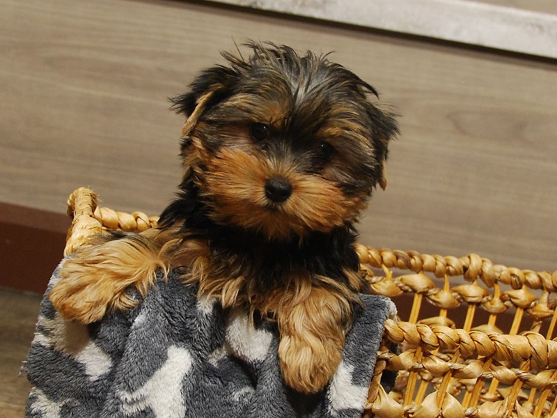 Yorkshire Terrier Dog Female Black & Gold 16661