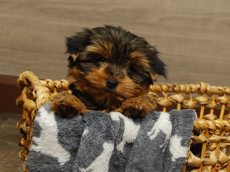 Yorkshire Terrier Dog Female Black & Gold 16662
