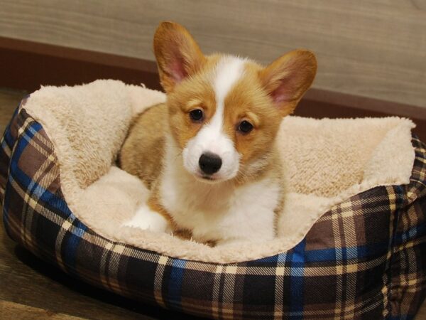 Pembroke Welsh Corgi DOG Female Red / White 16653 Petland Iowa City, Iowa