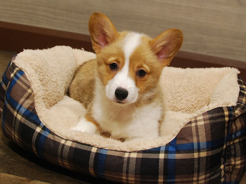 Pembroke Welsh Corgi Dog Female Red / White 16653