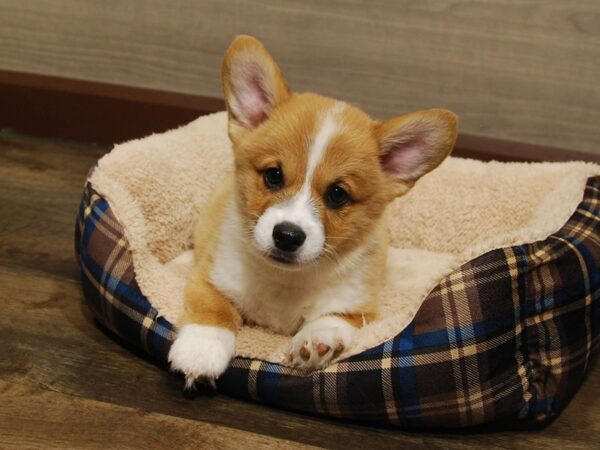 Pembroke Welsh Corgi DOG Male Red / White 16654 Petland Iowa City, Iowa