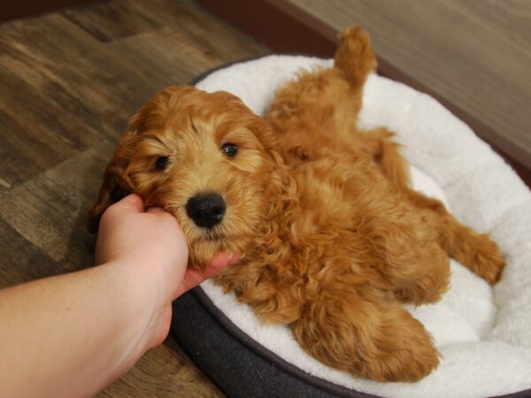 Goldendoodle 2nd Gen-DOG-Male-Apricot-16658-Petland Iowa City, Iowa