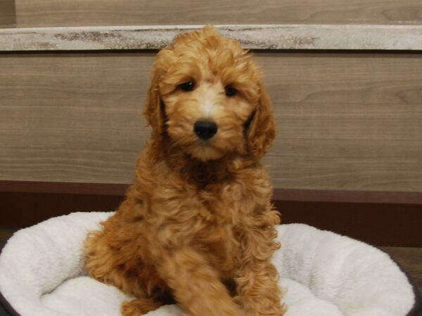 Goldendoodle 2nd Gen-DOG-Female-Apricot-16657-Petland Iowa City, Iowa