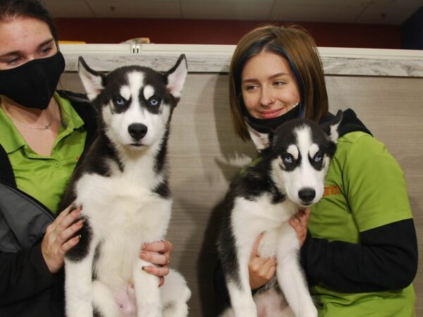 Siberian Husky DOG Female Black / White 16612 Petland Iowa City, Iowa