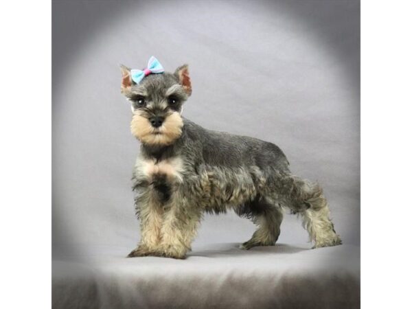 Miniature Schnauzer DOG Female Salt / Pepper 16666 Petland Iowa City, Iowa