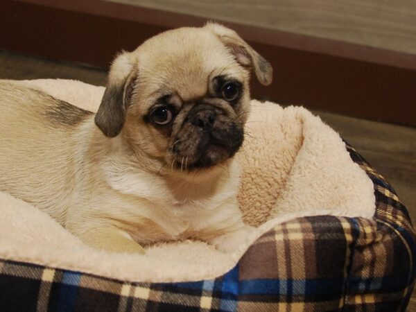 Pug DOG Male Fawn 16655 Petland Iowa City, Iowa