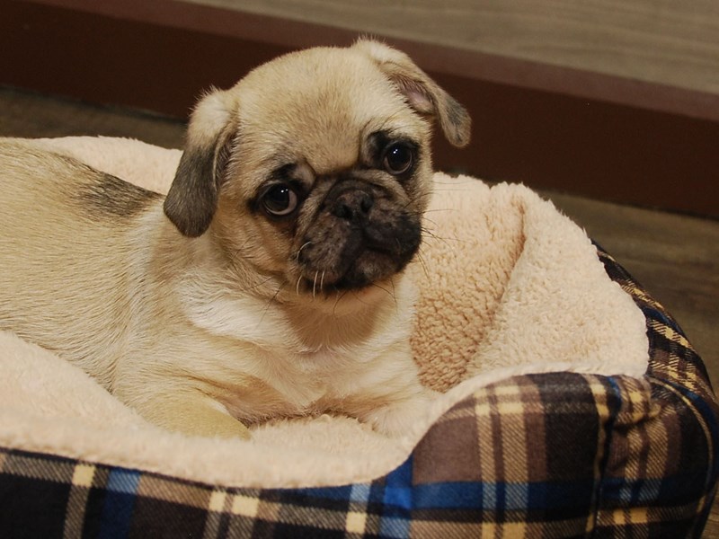 Pug Dog Male Fawn 16655