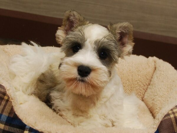 Miniature Schnauzer DOG Female Salt / Pepper 16665 Petland Iowa City, Iowa