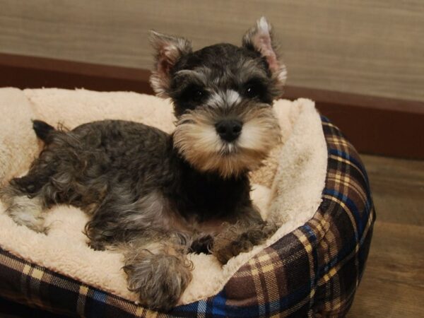 Miniature Schnauzer DOG Male Salt / Pepper 16667 Petland Iowa City, Iowa