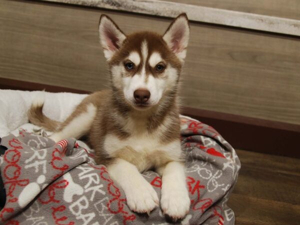 Siberian Husky DOG Female Red / White 16669 Petland Iowa City, Iowa