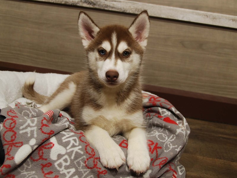 Siberian Husky Dog Female Red / White 16669