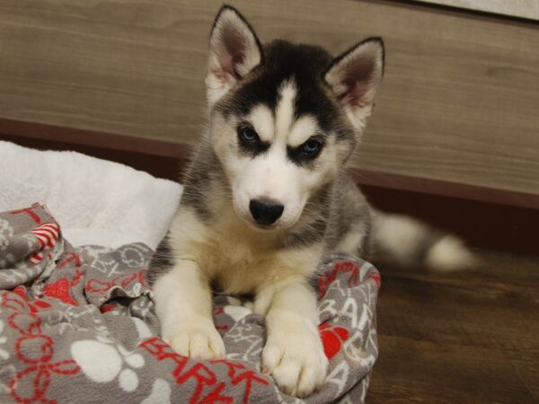 Siberian Husky DOG Female Black / White 16668 Petland Iowa City, Iowa