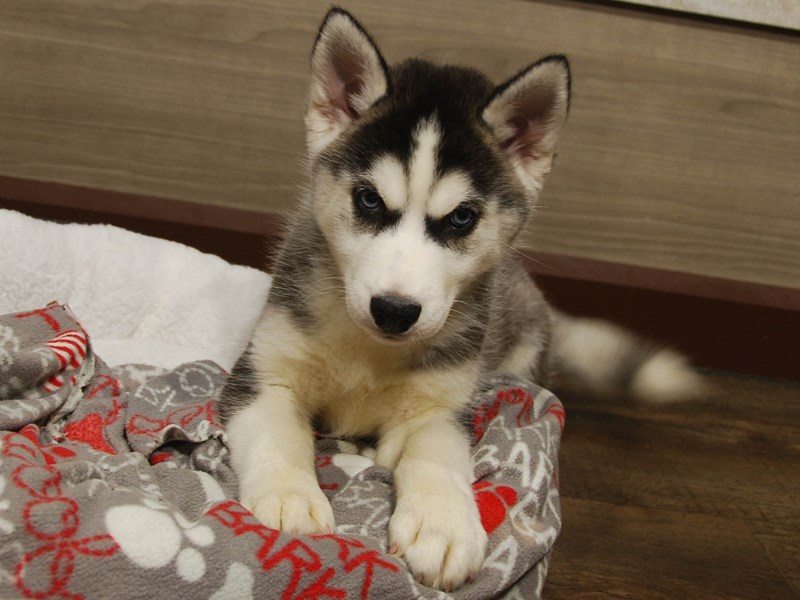 Siberian Husky Dog Female Black / White 16668