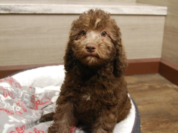 Poodle/Labrador Retriever DOG Female Chocolate 16682 Petland Iowa City, Iowa