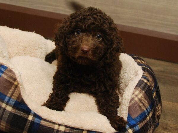 Miniature Poodle/Labrador Retriever-DOG-Male-Chocolate-16681-Petland Iowa City, Iowa