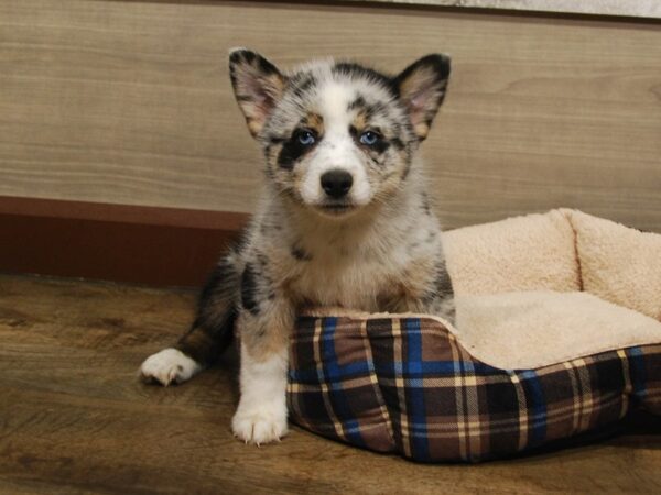 Pomsky DOG Female Blue Merle 16672 Petland Iowa City, Iowa