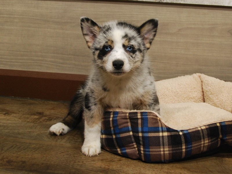 Pomsky Dog Female Blue Merle 16672