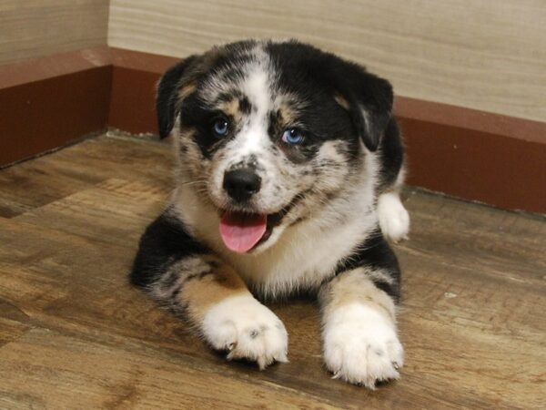 Pomsky DOG Male Blue Merle 16673 Petland Iowa City, Iowa