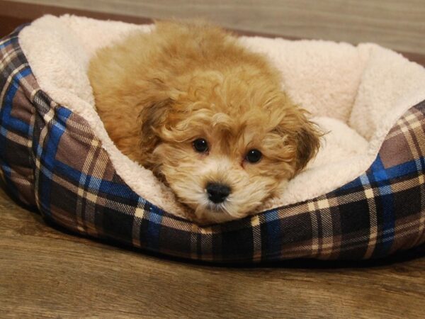 Yoshon-DOG-Male-Rust-16679-Petland Iowa City, Iowa