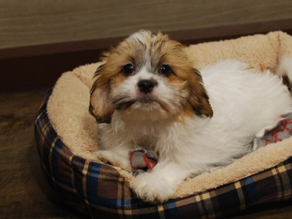 Teddy Bear DOG Male Red & White 16677 Petland Iowa City, Iowa