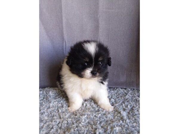 Pomeranian/Pekingese DOG Female Black / White 16686 Petland Iowa City, Iowa