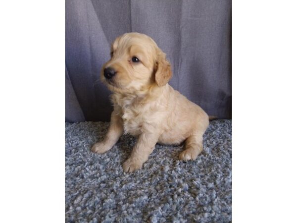 Goldendoodle Mini DOG Female Golden 16687 Petland Iowa City, Iowa