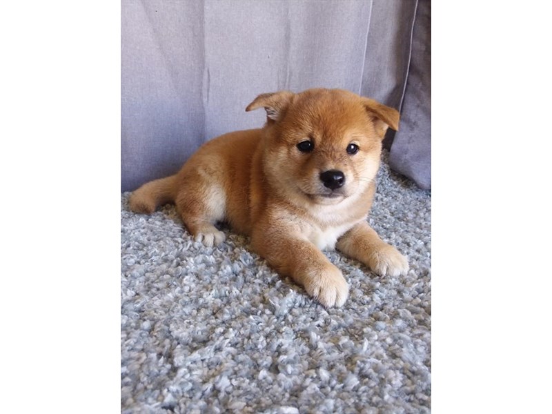 Shiba Inu Dog Male Red / White 16691