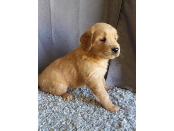 Golden Retriever DOG Female Golden 16689 Petland Iowa City, Iowa