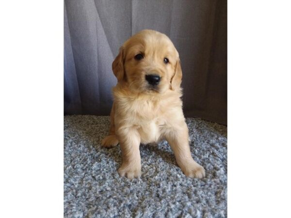 Golden Retriever DOG Male Golden 16690 Petland Iowa City, Iowa