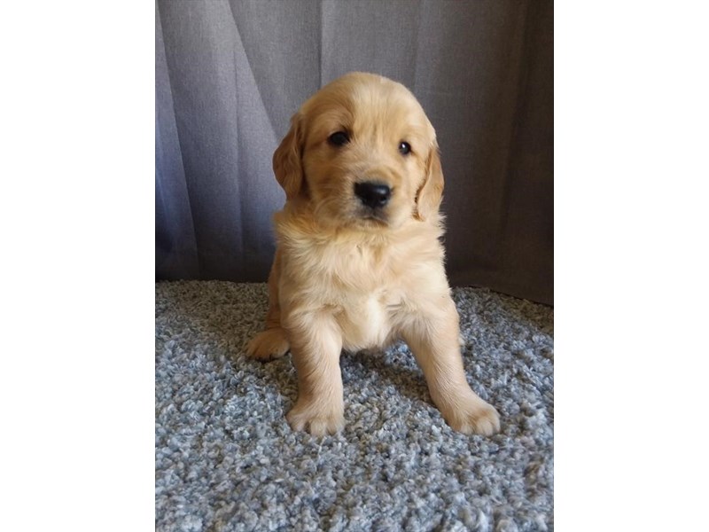 Golden Retriever Dog Male Golden 16690