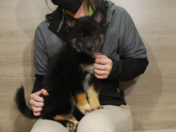 Pomsky DOG Male Black White / Tan 16671 Petland Iowa City, Iowa