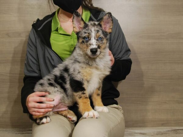 Pomsky DOG Male Blue Merle 16670 Petland Iowa City, Iowa