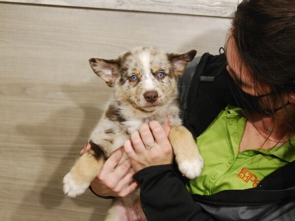 Pomsky DOG Male Red Merle 16684 Petland Iowa City, Iowa