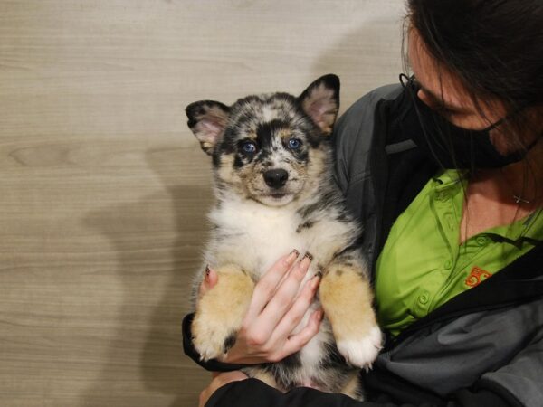 Pomsky DOG Male Blue Merle 16685 Petland Iowa City, Iowa