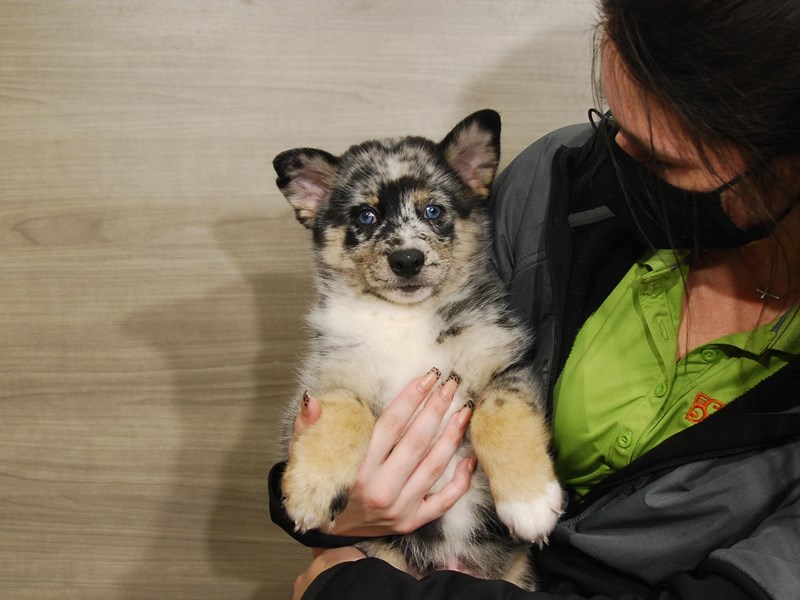 Pomsky Dog Male Blue Merle 16685