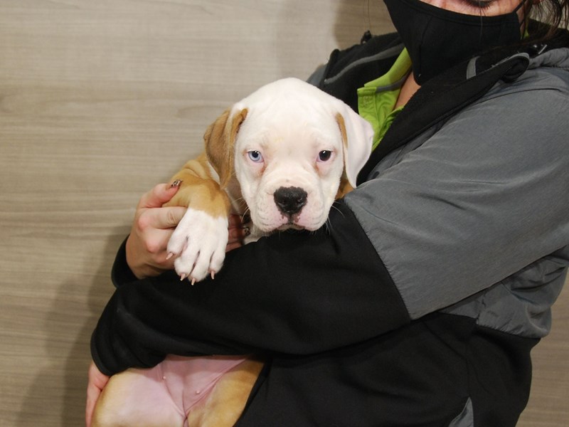American Bulldog Dog Female Red / White 16683