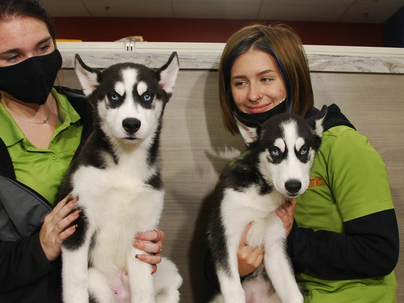 Siberian Husky Dog Male Black / White 16613