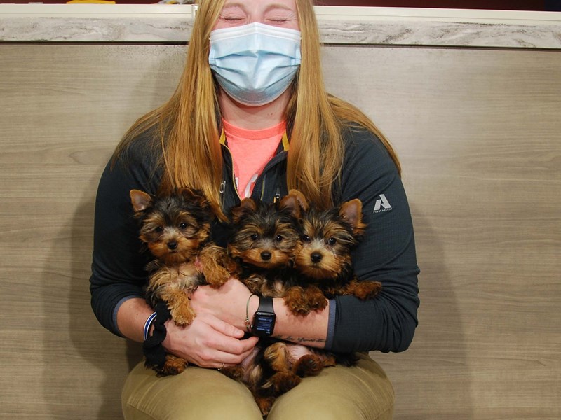 Yorkshire Terrier Dog Female Black & Gold 16693