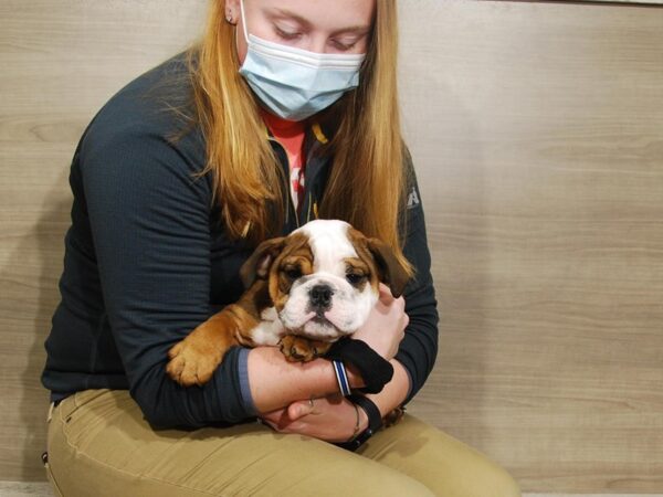 English Bulldog DOG Male Brindle & White 16696 Petland Iowa City, Iowa