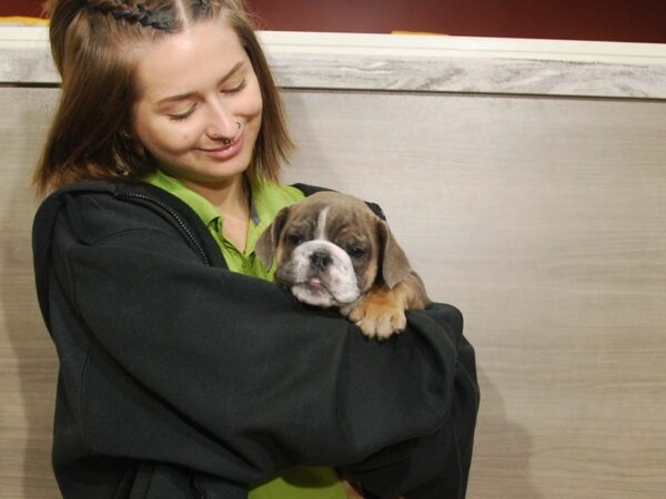 English Bulldog DOG Male Blue Tri 16695 Petland Iowa City, Iowa