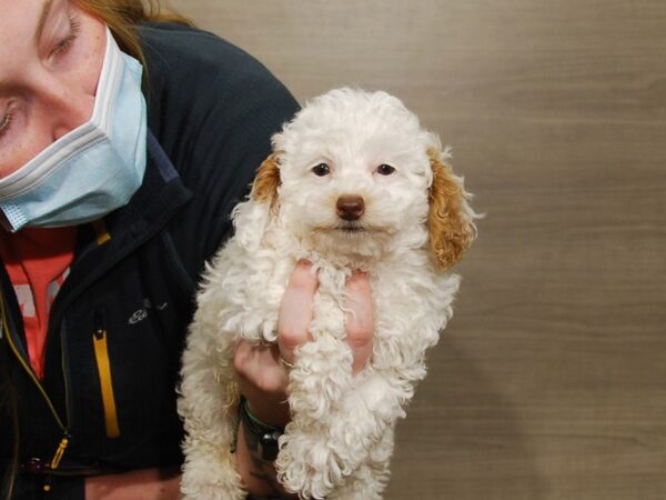 Poodle DOG Male White 16701 Petland Iowa City, Iowa