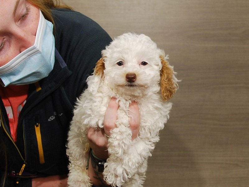 Poodle Puppy White ID:16701 Located at Petland Iowa City, Iowa