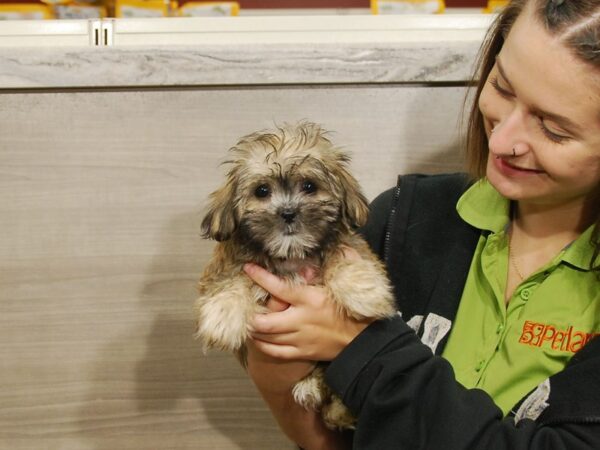 Shih Tzu/Maltese DOG Female Brindle 16709 Petland Iowa City, Iowa